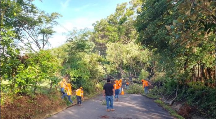 Tormenta deja arboles caídos y calles inundadas en el oriente del país el fin de semana
