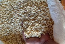 Baja importación de maíz blanco no beneficia a la economía de los hogares salvadoreños.