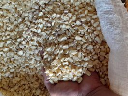 Baja importación de maíz blanco no beneficia a la economía de los hogares salvadoreños.