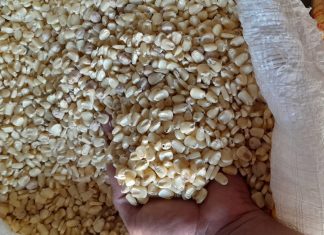 Baja importación de maíz blanco no beneficia a la economía de los hogares salvadoreños.