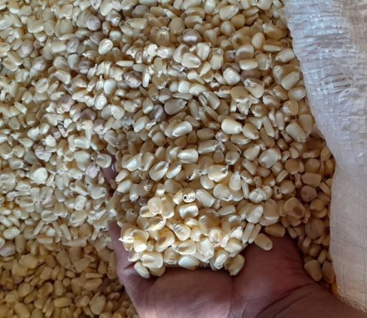 Baja importación de maíz blanco no beneficia a la economía de los hogares salvadoreños.