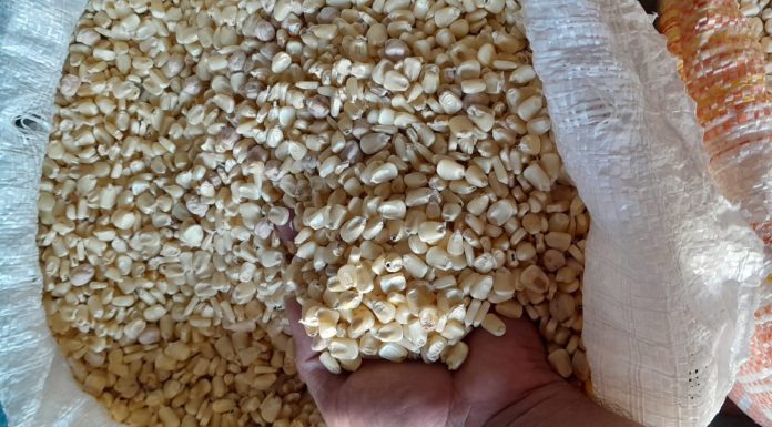 Baja importación de maíz blanco no beneficia a la economía de los hogares salvadoreños.