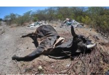 Crisis en el oriente del país por la sequía es similar a la de zonas de Honduras.
