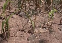 No menos de 6 mil manzanas de cultivos de maíz ya se han perdido en El Salvador según líder agropecuario.
