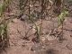 No menos de 6 mil manzanas de cultivos de maíz ya se han perdido en El Salvador según líder agropecuario.