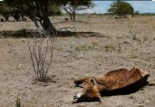 Honduras declara alerta roja por sequía en 75 municipios muchos de estos limítrofes con El Salvador.