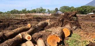 Falta de reservas de granos ante una hambruna y talas de árboles para proyectos habitacionales en el oriente denuncia ambientalista del movimiento MILPA.