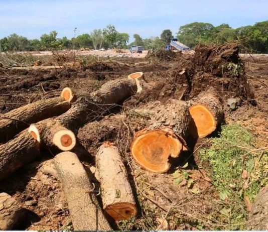 Falta de reservas de granos ante una hambruna y talas de árboles para proyectos habitacionales en el oriente denuncia ambientalista del movimiento MILPA.