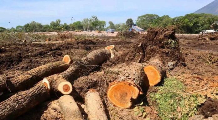 Falta de reservas de granos ante una hambruna y talas de árboles para proyectos habitacionales en el oriente denuncia ambientalista del movimiento MILPA.