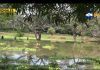 Pobladores de Casa Mota del cantón El Brazo San Miguel temerosos por presencia de lagartos en la zona.