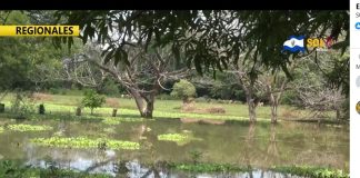 Pobladores de Casa Mota del cantón El Brazo San Miguel temerosos por presencia de lagartos en la zona.