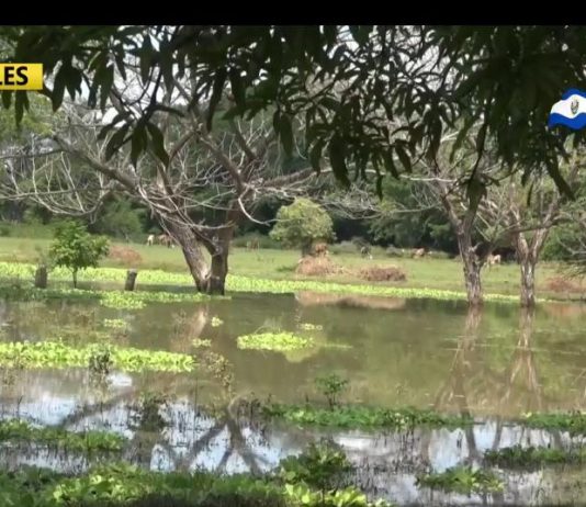 Pobladores de Casa Mota del cantón El Brazo San Miguel temerosos por presencia de lagartos en la zona.