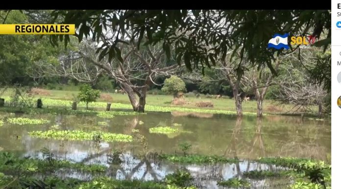 Pobladores de Casa Mota del cantón El Brazo San Miguel temerosos por presencia de lagartos en la zona.