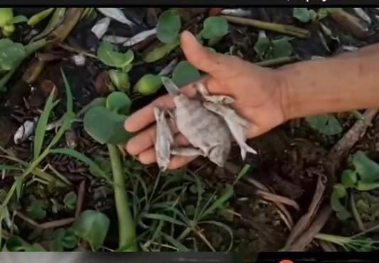 Comunidades de pescadores preocupadas por mortandad de peces en la Laguna de Olomega en el oriente salvadoreño.